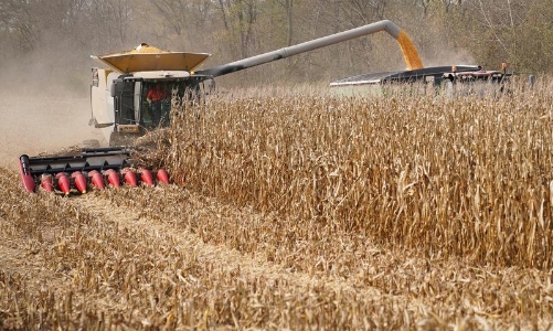 Trung Quốc ồ ạt nhập khẩu ngô từ Mỹ