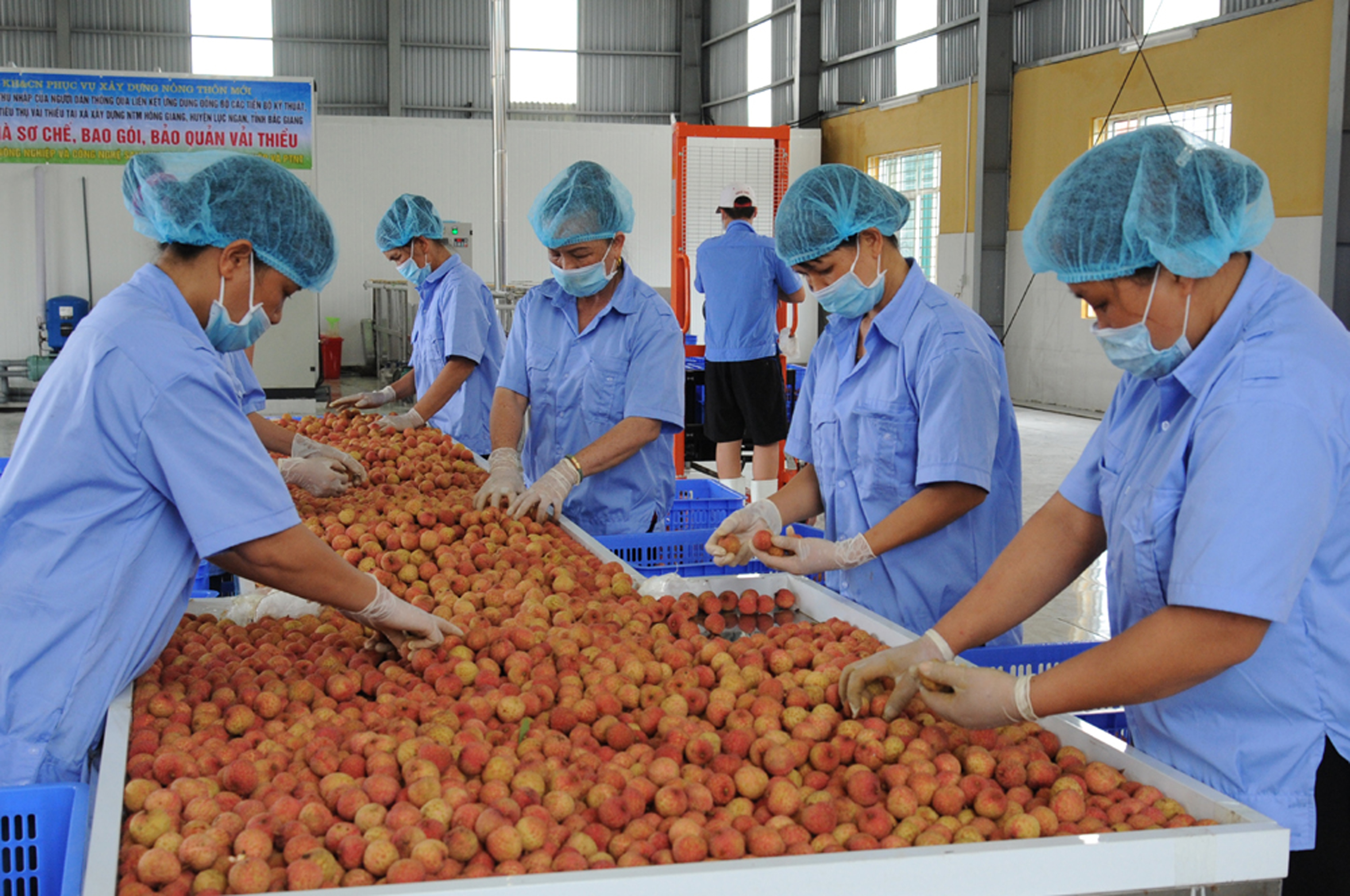 Hiện trên địa bàn tỉnh Bắc Giang có hơn 28 nghìn ha vải thiều đã bắt đầu vào vụ thu hoạch, sản lượng 180 nghìn tấn.