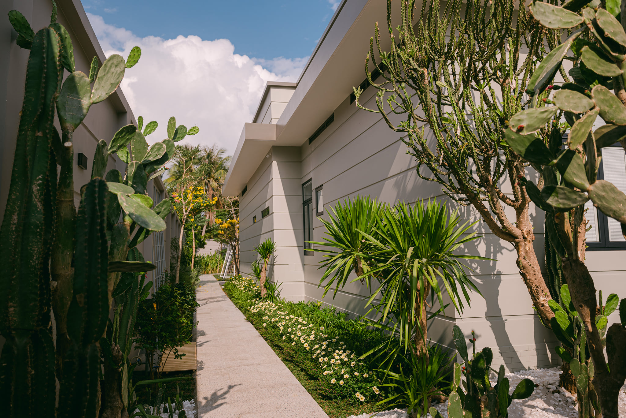 Lối đi xung quanh nh&agrave; với xương rồng v&agrave; c&aacute;c loại c&acirc;y nhiệt đới.