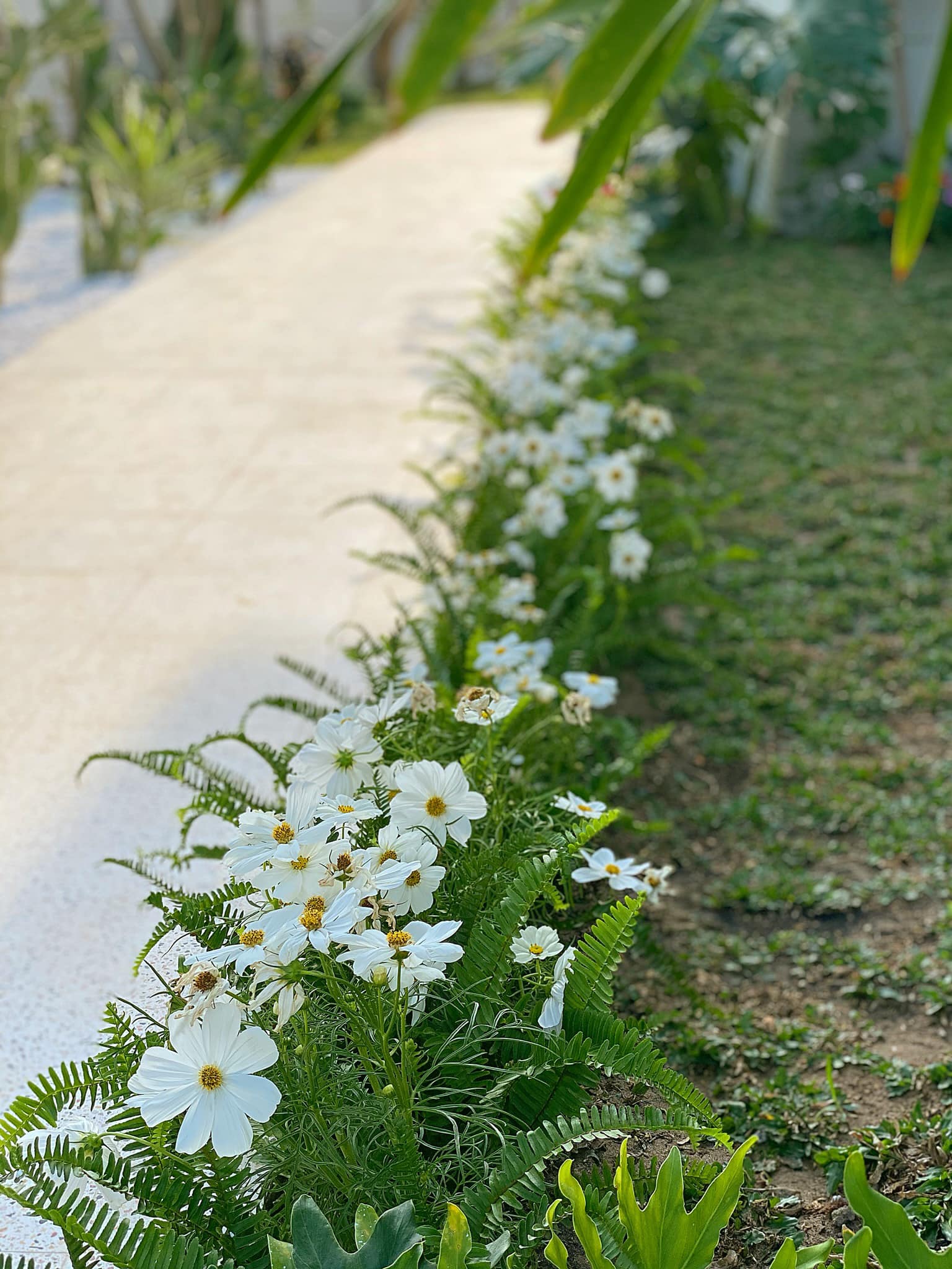 Khu vườn là sự hội tụ của rất nhiều loài hoa, từ hoa dừa, cẩm tú, dàn hồng leo... cho đến chuông vàng, hoàng yến, xương cá...