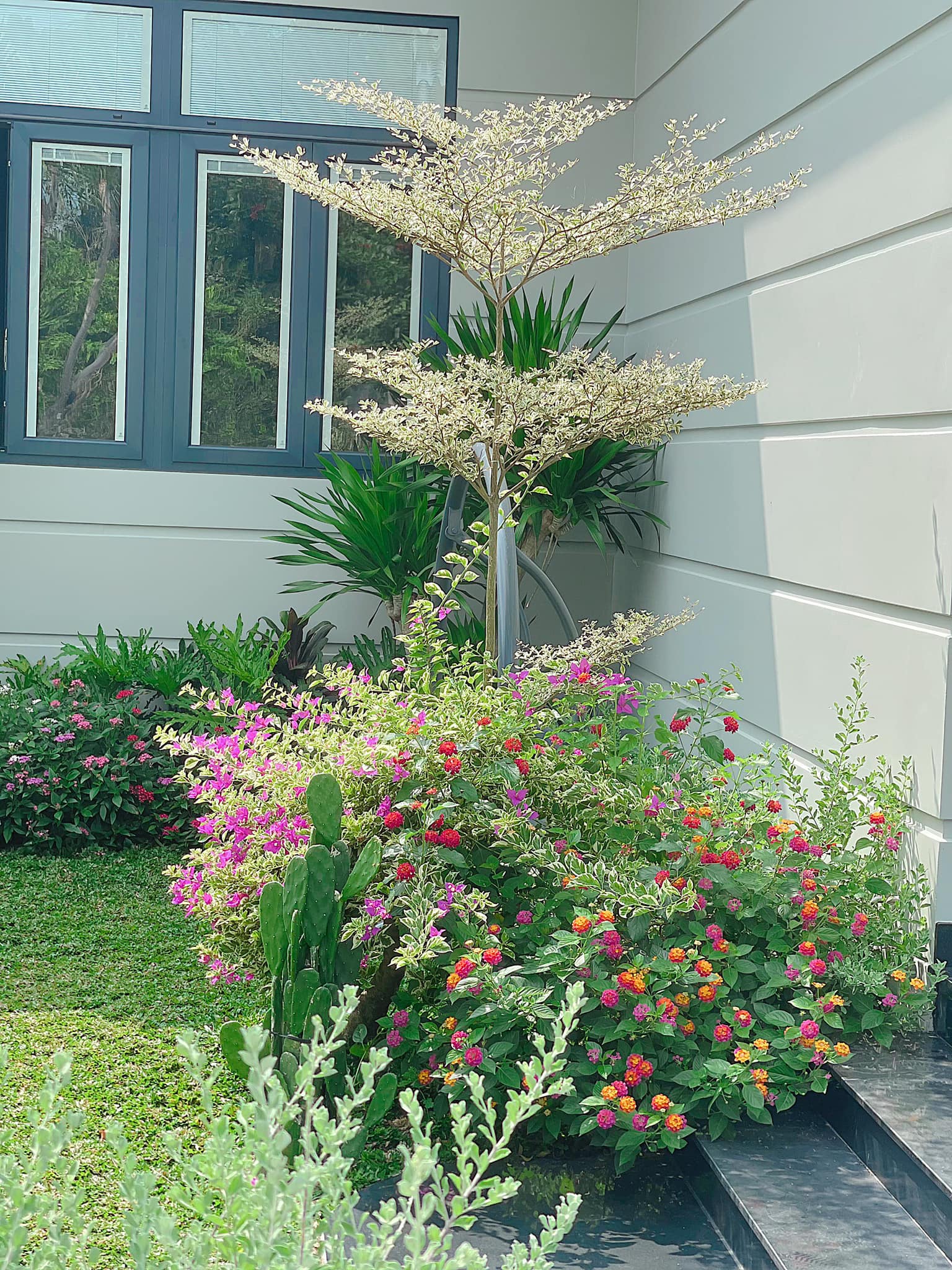 Cây bàng cẩm thạch, hoa giấy cẩm thạch và hoa ngũ sắc được trồng cạnh nhau ngay lối vào nhà.