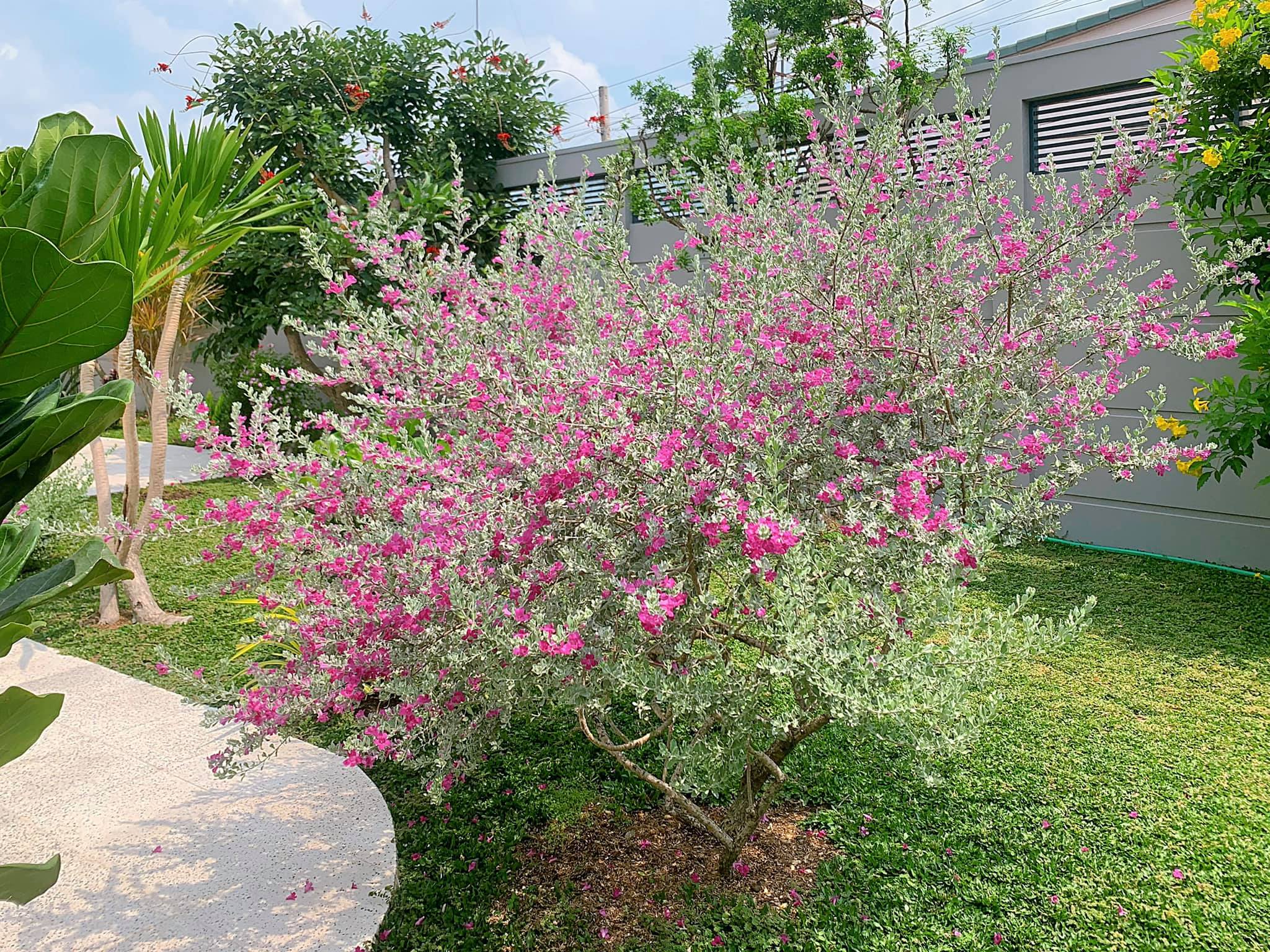 C&acirc;y Tuyết sơn...