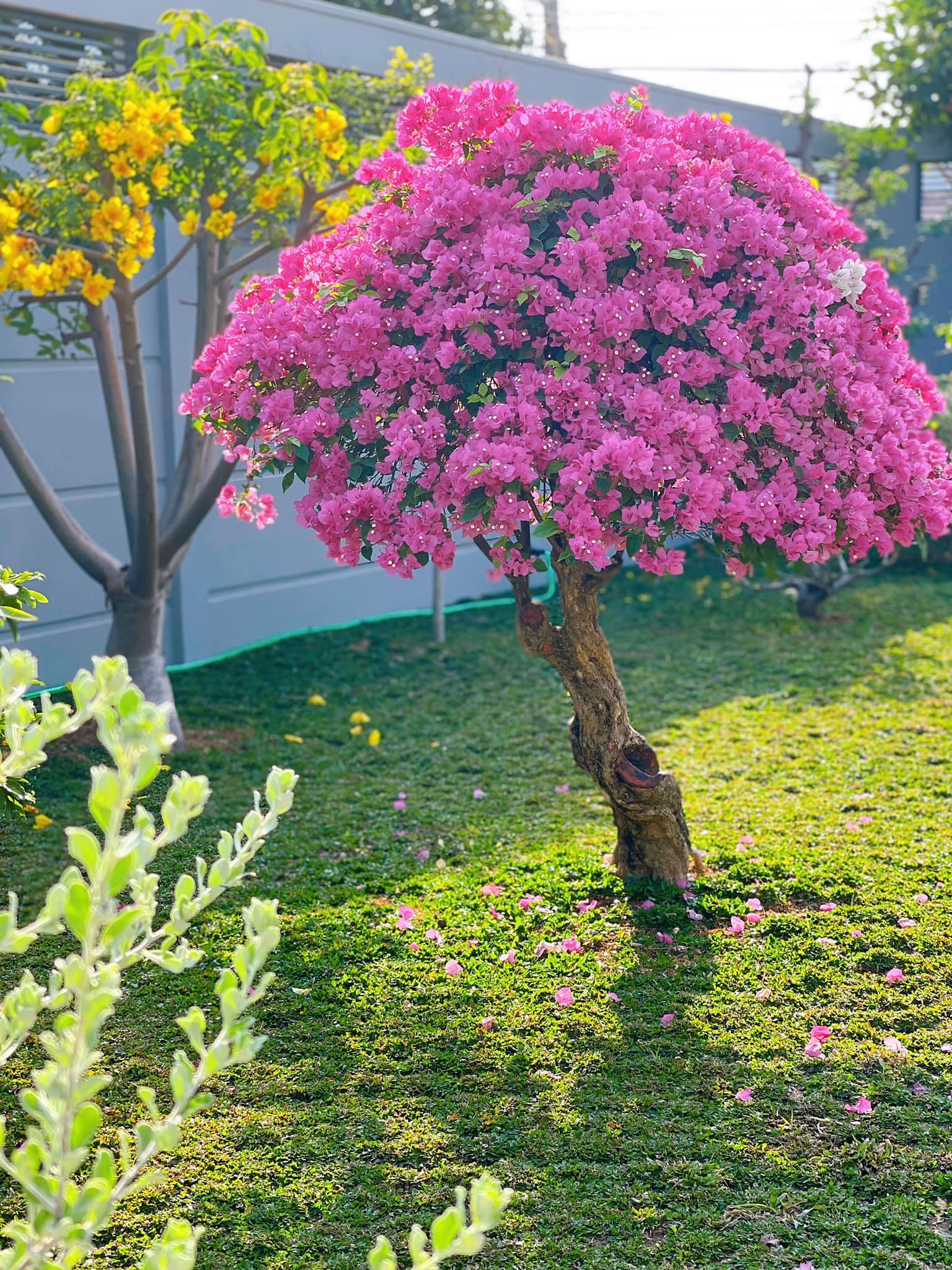 ... v&agrave; những c&acirc;y hoa giấy lu&ocirc;n bung nở rực rỡ.