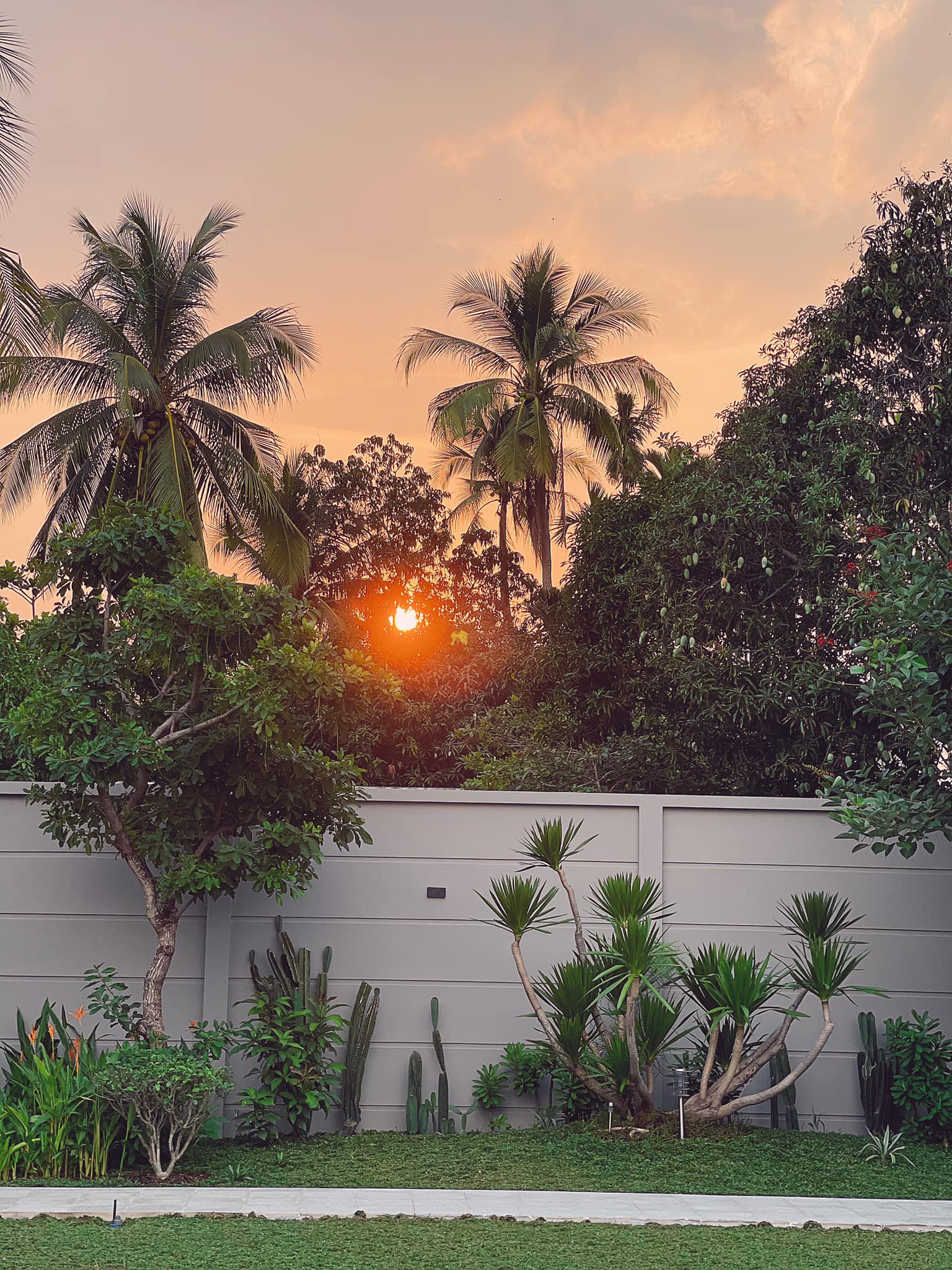 C&aacute;c loại c&acirc;y Ph&aacute;t t&agrave;i n&uacute;i, Ho&agrave;ng hậu đỏ, c&acirc;y sơ-ri, nguyệt quế... được xếp đặt b&ecirc;n nhau một c&aacute;ch tinh tế, thẩm mỹ.