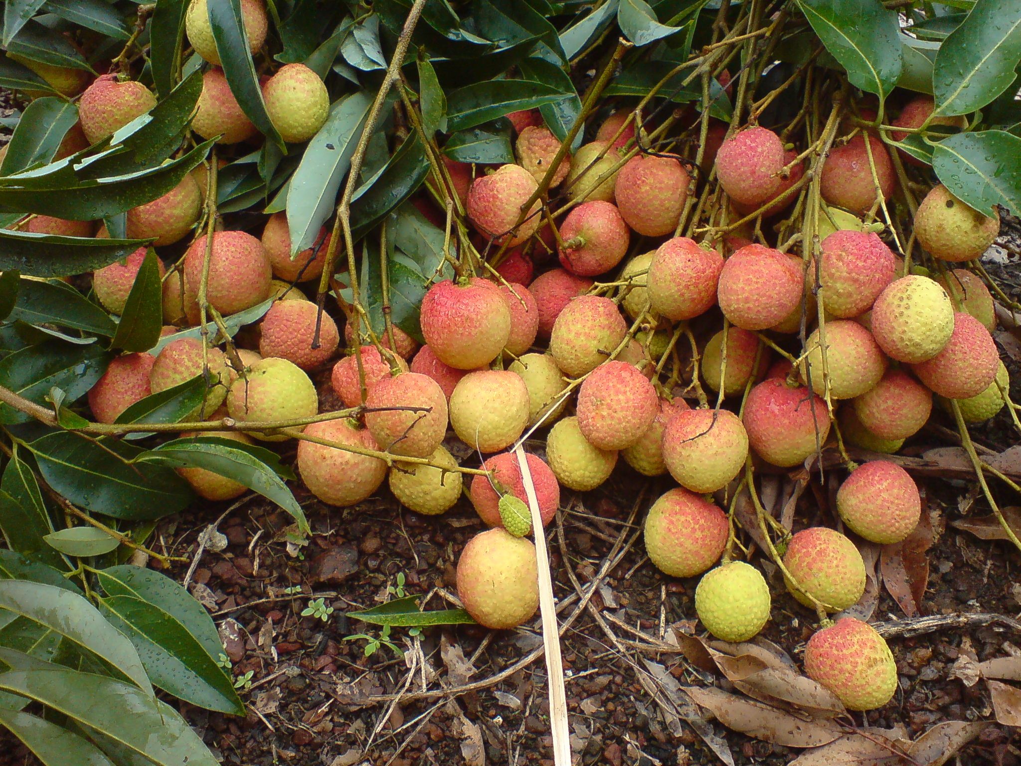 Vải thiều Bắc Giang sẽ được cấp giấy xác nhận lô hàng vải thiều an toàn dịch bệnh Covid-19.