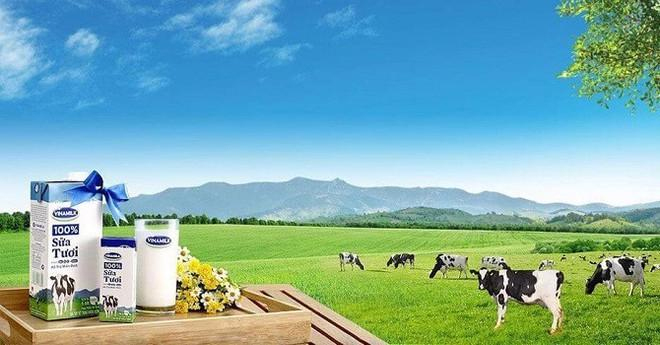 Tính đến 31/12/2020, Vinamilk còn 6.910 tỷ đồng lợi nhuận sau thuế chưa phân phối.
