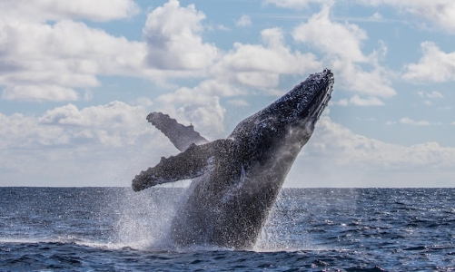 Truy tìm danh tính 