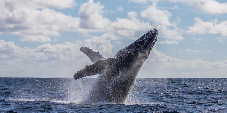 Nhiều người tò mò về chủ sở hữu của tài khoản Dogecoin trị giá 12 tỷ USD - Ảnh: iStock.