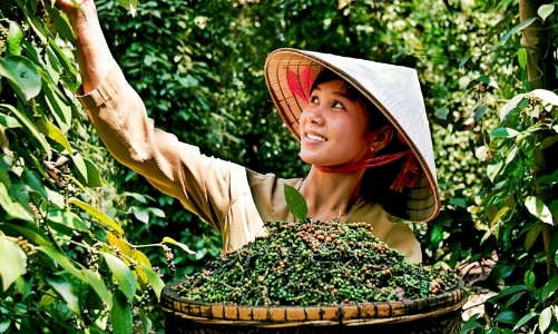 Doanh nghiệp chế biến hồ tiêu 