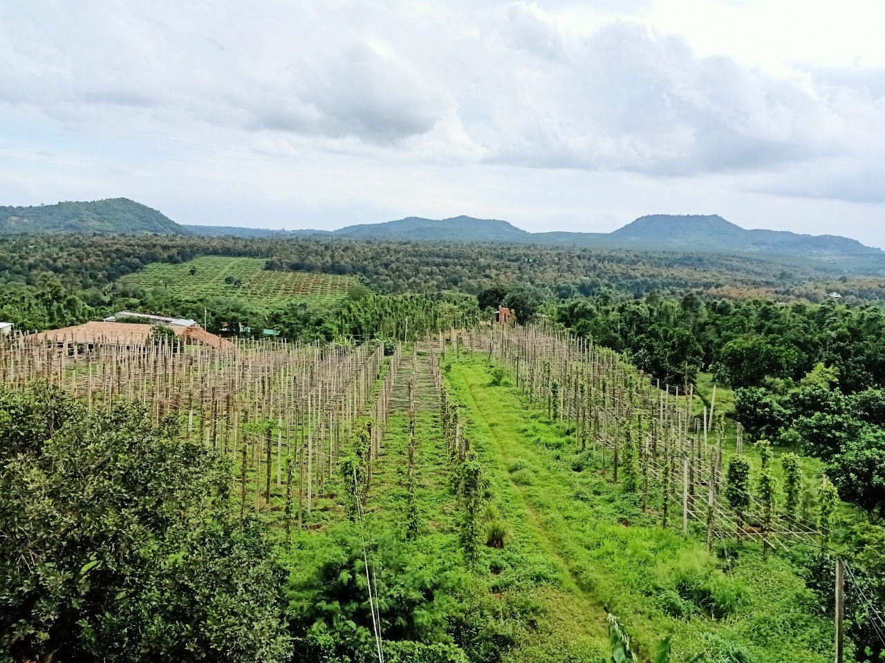 Anh Huy mua những mảnh vườn đầu ti&ecirc;n với mong muốn t&igrave;m hiểu, ứng dụng c&acirc;y cỏ v&agrave;o lĩnh vực chăm s&oacute;c sức khỏe.