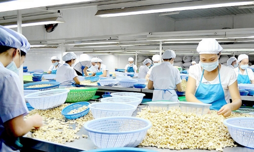 Nghịch lý nhập siêu hạt điều