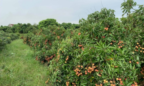 Bắc Giang: 20 tấn vải sớm khởi hành sang Nhật Bản 