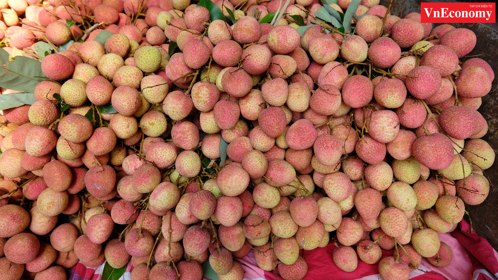 Những chùm vải tươi mới hái này được bán với giá 20.000 đồng/kg.