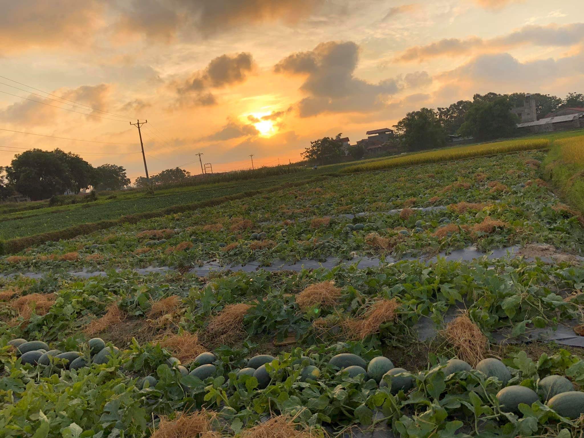 Ngo&agrave;i vải thiều, Bắc Giang c&ograve;n c&oacute; nhiều loại n&ocirc;ng sản tiềm năng được thị trường trong v&agrave; ngo&agrave;i nước biết đến như dưa hấu, cam, bưởi, ch&egrave;, nh&atilde;n...