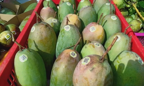 Nông dân Sơn La sẽ livestream bán nông sản trên nền tảng số