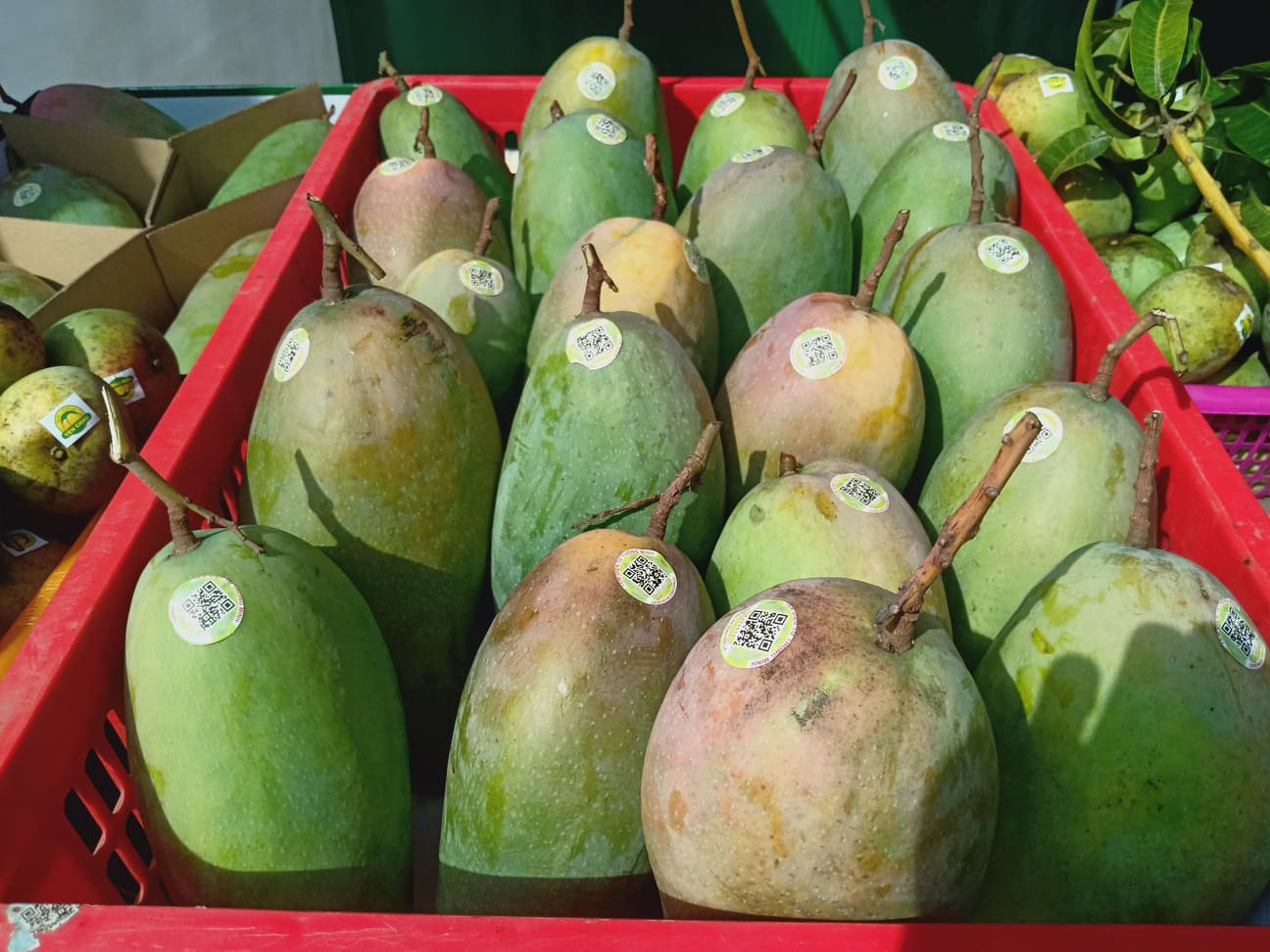 Xoài tròn Sơn La được gắn tem nhãn, đảm bảo minh bạch thông tin sản phẩm.