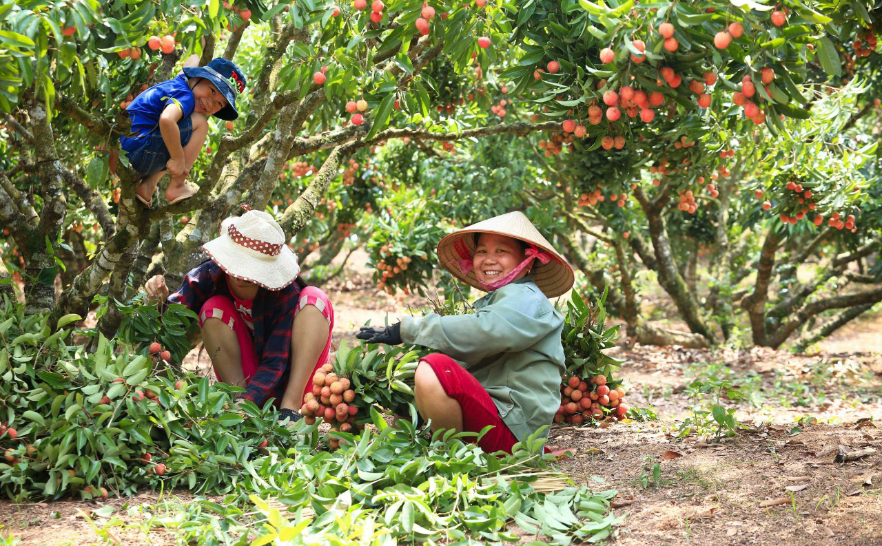 Người nông dân Lục Ngạn thu hoạch vải thiều đạt tiêu chuẩn VietGap tại xã Hồng Giang - Ảnh: Trần Huy Thắng.