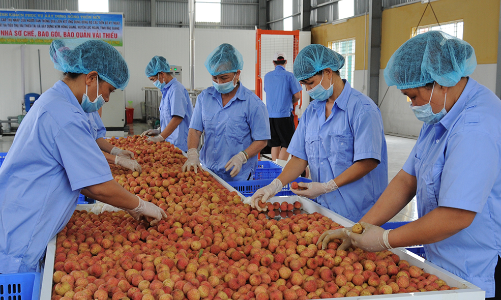 Vải thiều Lục Ngạn đã có mặt trên 6 sàn thương mại điện tử