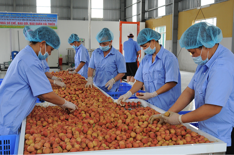Vải thiều Bắc Giang được bảo hộ nhãn hiệu tại 8 quốc gia.