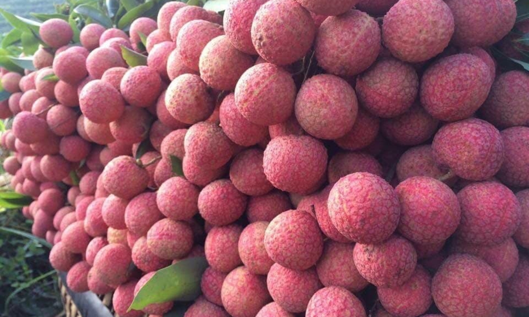 Một tấn vải thiều được nhập khẩu chính ngạch vào Pháp.