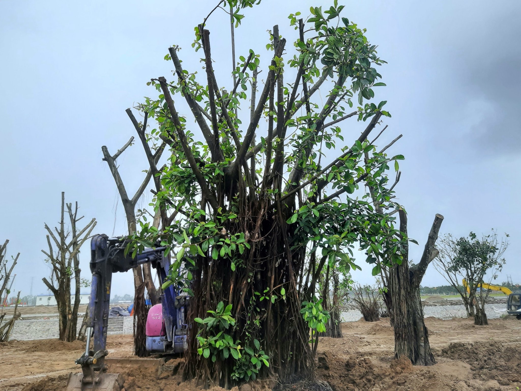 C&acirc;y đa 37 gốc được Đại tướng V&otilde; Nguy&ecirc;n Gi&aacute;p l&uacute;c sinh thời gửi tặng cho doanh nh&acirc;n Phạm Hồng Điệp.