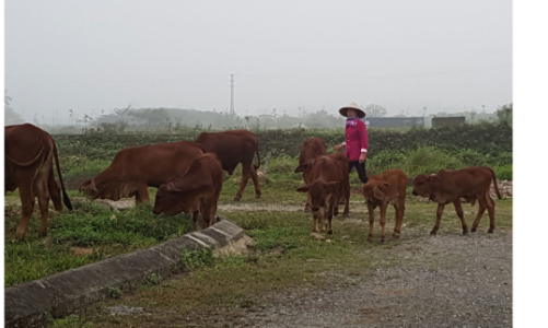 Liên bộ sẽ phối hợp tổ chức thanh kiểm tra các dự án “treo”