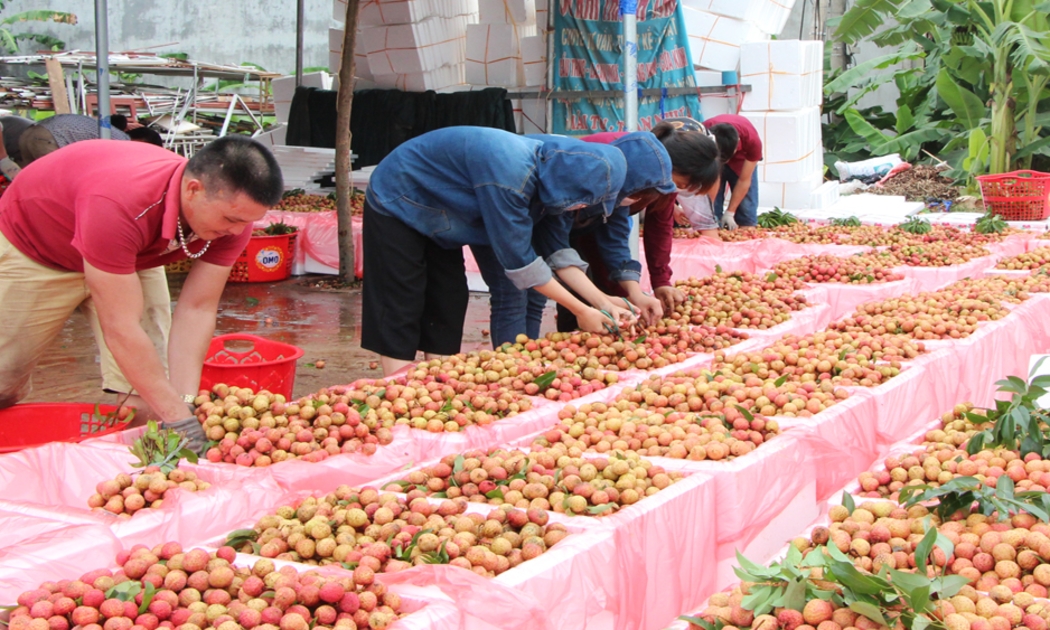 Hỗ trợ tiêu thụ nông sản của địa phương bị ảnh hưởng bởi dịch Covid-19 trên nền tảng số.