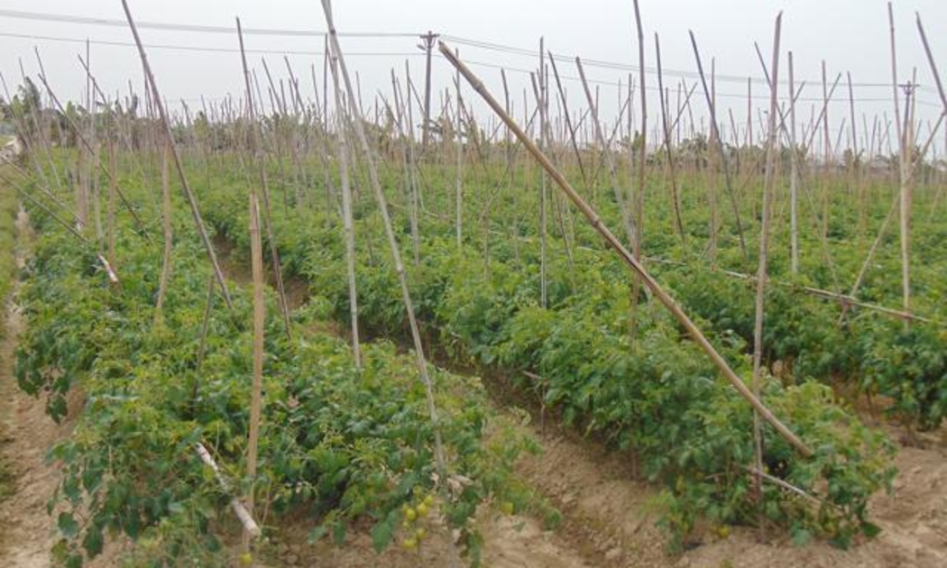 Trang trại nông sản của Hợp tác xã Dịch vụ Nông nghiệp chất lượng cao Hoa Phong - một trong 10 doanh nghiệp được thẩm định.