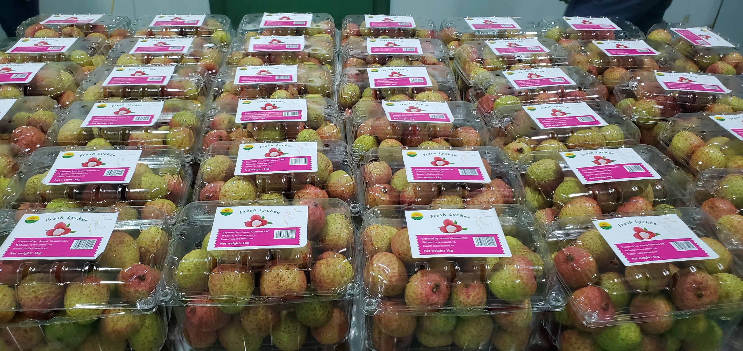 Tr&aacute;i vải Việt Nam cần phải đẩy mạnh ứng dụng c&ocirc;ng nghệ bảo quản sau thu hoạch để đ&aacute;p ứng y&ecirc;u cầu của c&aacute;c thị trường cao cấp.