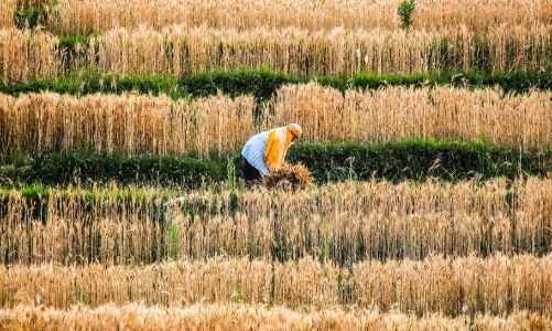 Giá lương thực leo thang bắt đầu đe doạ các nước châu Á