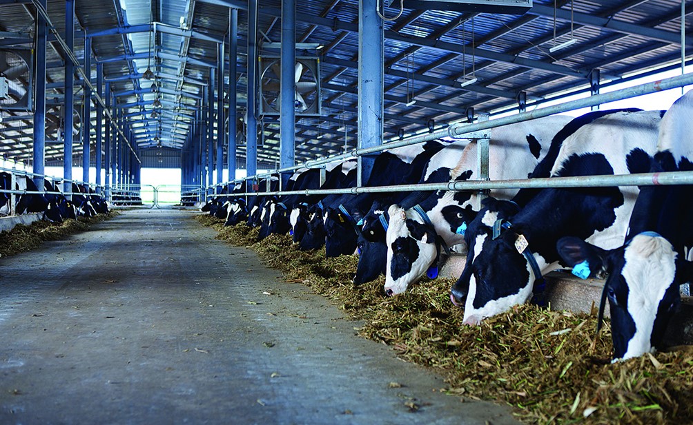 Sữa bò Sữa phim Hoạt hình Những con Bò màu Vàng  sữa png tải về  Miễn  phí trong suốt Gia Súc Như Loài động Vật Có Vú png Tải về