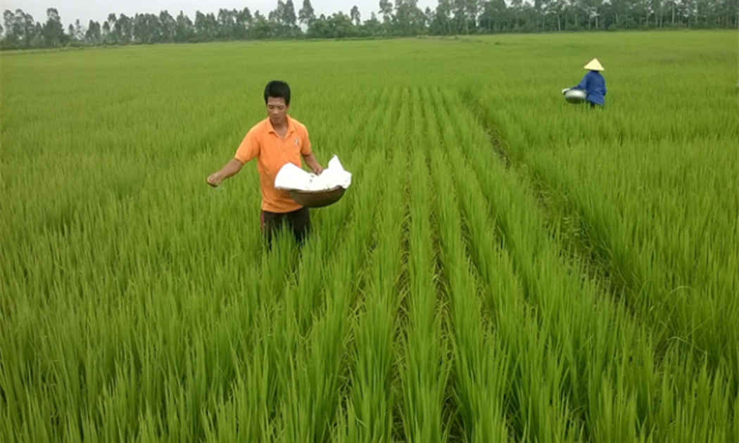 Giá phân bón tăng cao đúng thời điểm chuẩn bị vào vụ mùa...