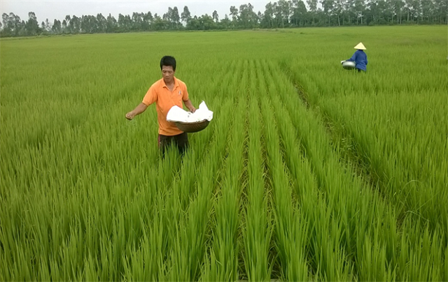 Giá phân bón tăng cao đúng thời điểm chuẩn bị vào vụ mùa...