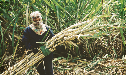 Cổ phiếu đường bứt phá nhờ bước ngoặt chính sách