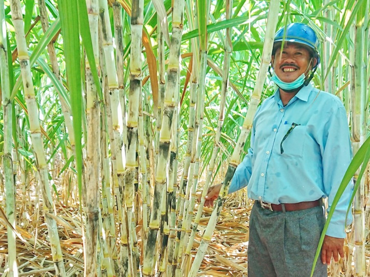 Nông dân trồng mía vui mừng vì giá mía tăng