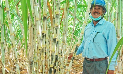 Đường nhập từ Thái Lan giảm 75%, nông dân Việt Nam mở rộng diện tích trồng mía