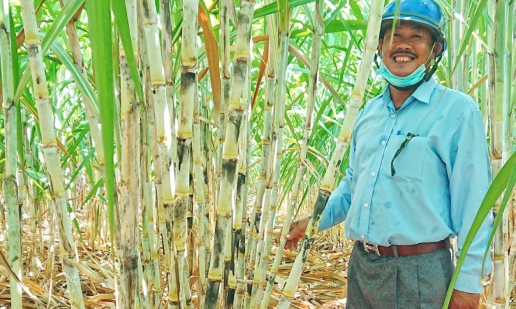 Nông dân trồng mía vui mừng vì giá mía tăng
