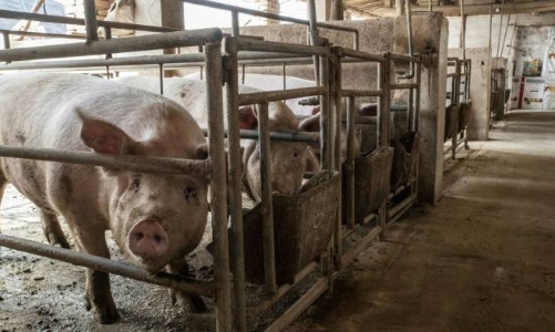 Trung Quốc đối mặt khủng hoảng thừa thịt lợn, giá giảm một nửa trong 6 tháng