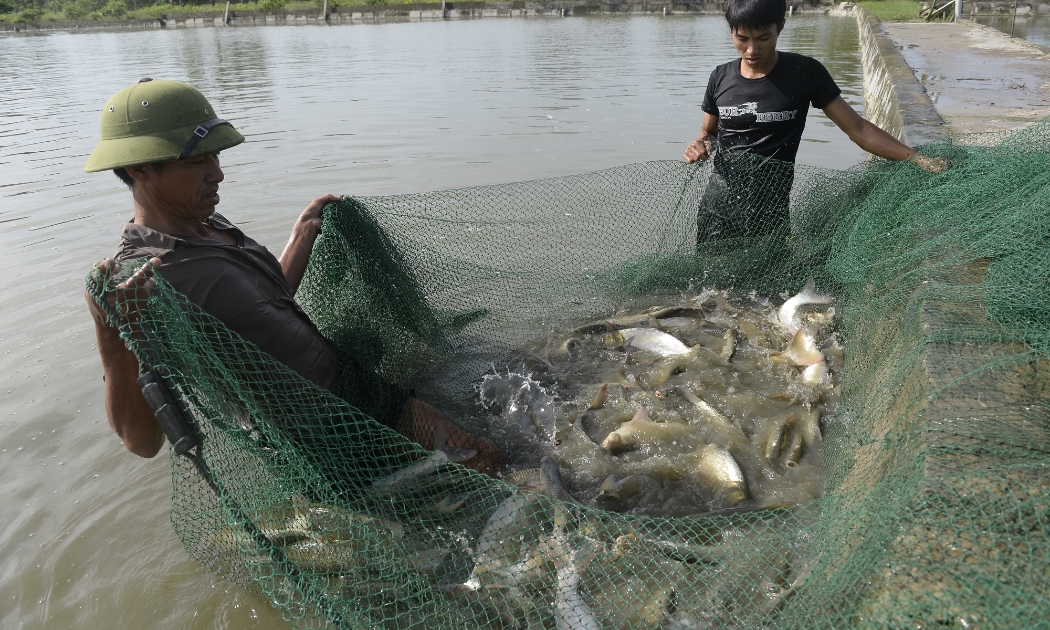 Tạo môi trường phát triển thủy sản bền vững là một trong những mục tiêu các dự án do FAO thực hiện.