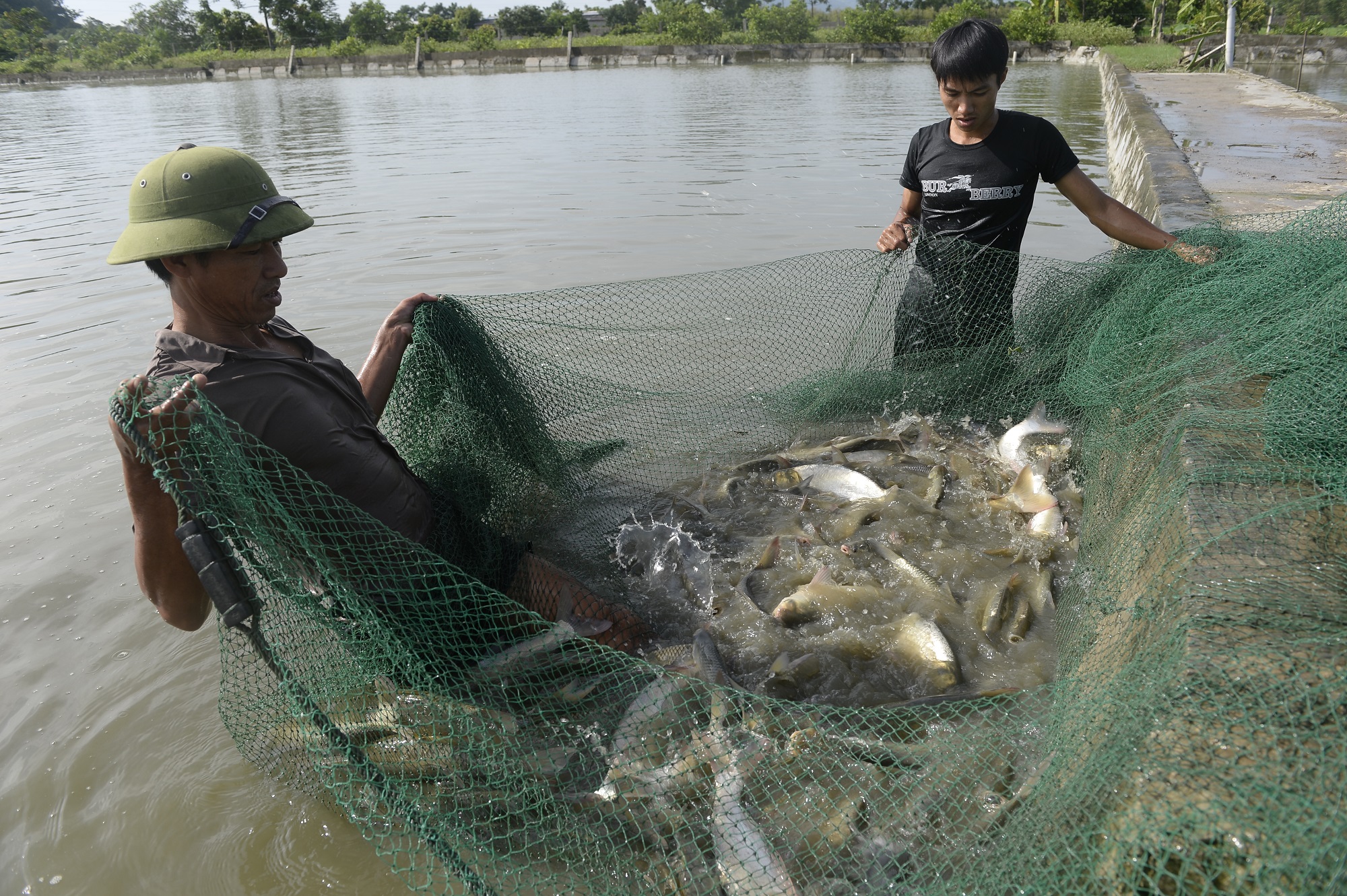 Tạo môi trường phát triển thủy sản bền vững là một trong những mục tiêu các dự án do FAO thực hiện. 
