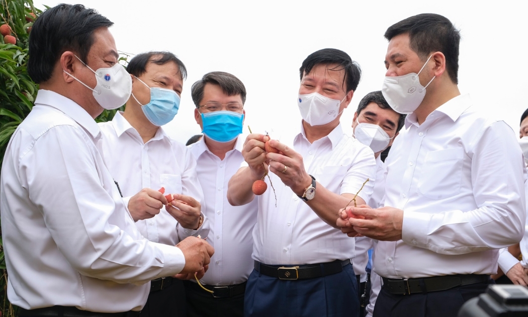Lãnh đạo tỉnh Hải Dương, Bộ Công Thương, Bộ Nông nghiệp và Phát triển nông thôn thăm vườn vải thiều xuất khẩu tại thôn Thanh Lanh, xã Thanh Quang, huyện Thanh Hà, tỉnh Hải Dương.