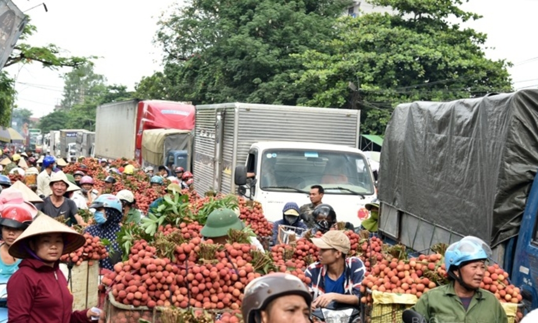 Quốc lộ 31 là tuyến giao thông huyết mạch, đóng vai trò quan trọng trong việc lưu thông vận chuyển vải thiều huyện Lục Ngạn