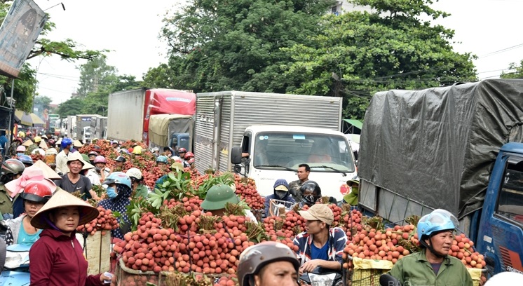 Quốc lộ 31 là tuyến giao thông huyết mạch, đóng vai trò quan trọng trong việc lưu thông vận chuyển vải thiều huyện Lục Ngạn