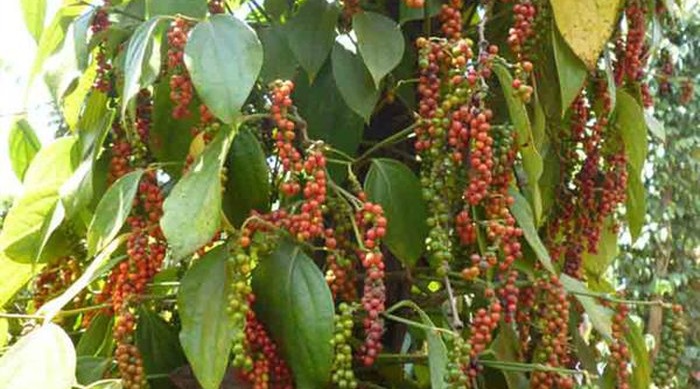 Nông dân ồ ạt trồng hồ tiêu có nguy cơ vỡ quy hoạch. 