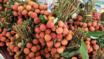 The number of Vietnamese lychee orders from foreign countries is increasing