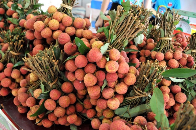The number of Vietnamese lychee orders from foreign countries is increasing