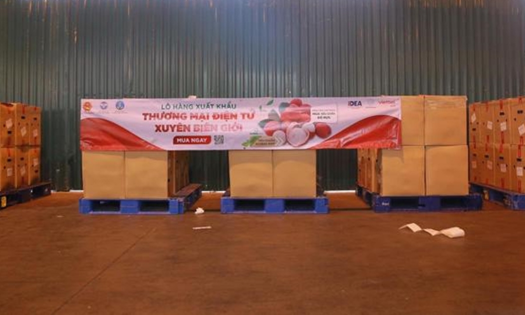 Hơn 3 tấn vải thiều Bắc Giang xuất sang Đức qua Vỏ Sò Global.