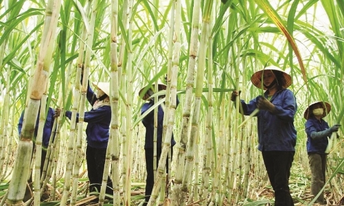 Tiếp nhận hồ sơ miễn trừ biện pháp chống bán phá giá, chống trợ cấp đối với đường mía Thái Lan