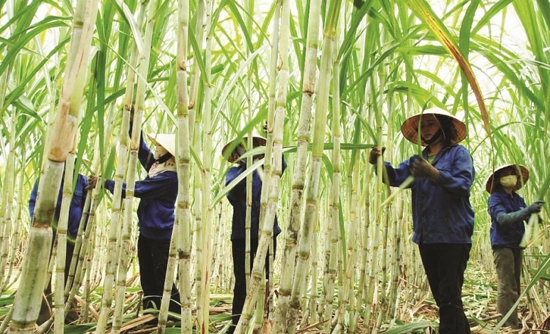 Các doanh nghiệp nộp hồ sơ miễn trừ biện pháp chống bán phá giá đối với đường mía Thái Lan trước ngày 25/7/2021.