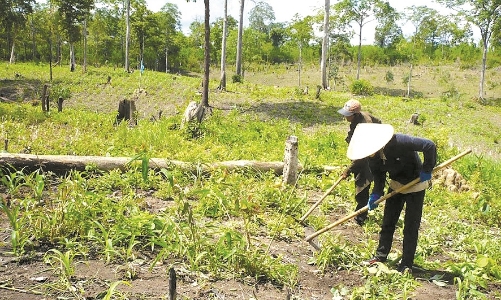Năm 2025, 100% công ty nông, lâm nghiệp được xử lý dứt điểm các tồn tại về tài chính, đất đai và kinh doanh có lãi 